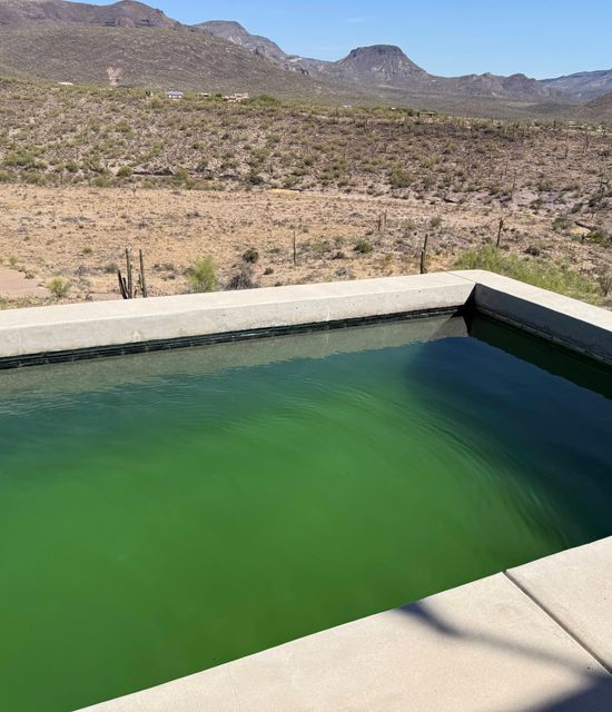 algae covered green pool before treatment
